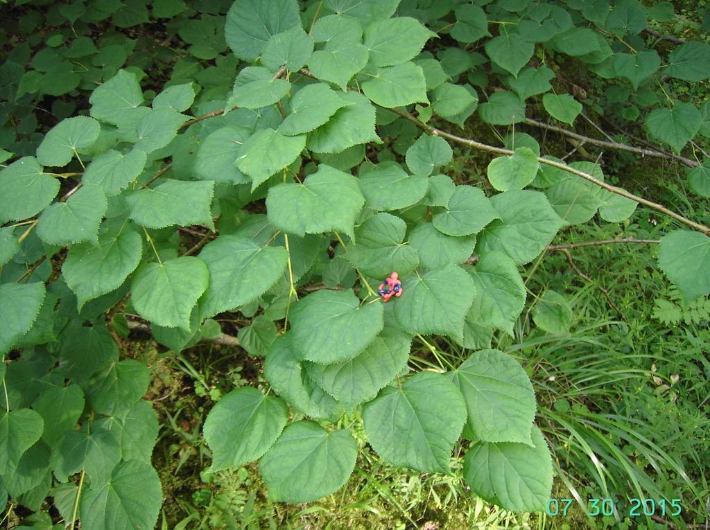 Lehmus Tilia cordata