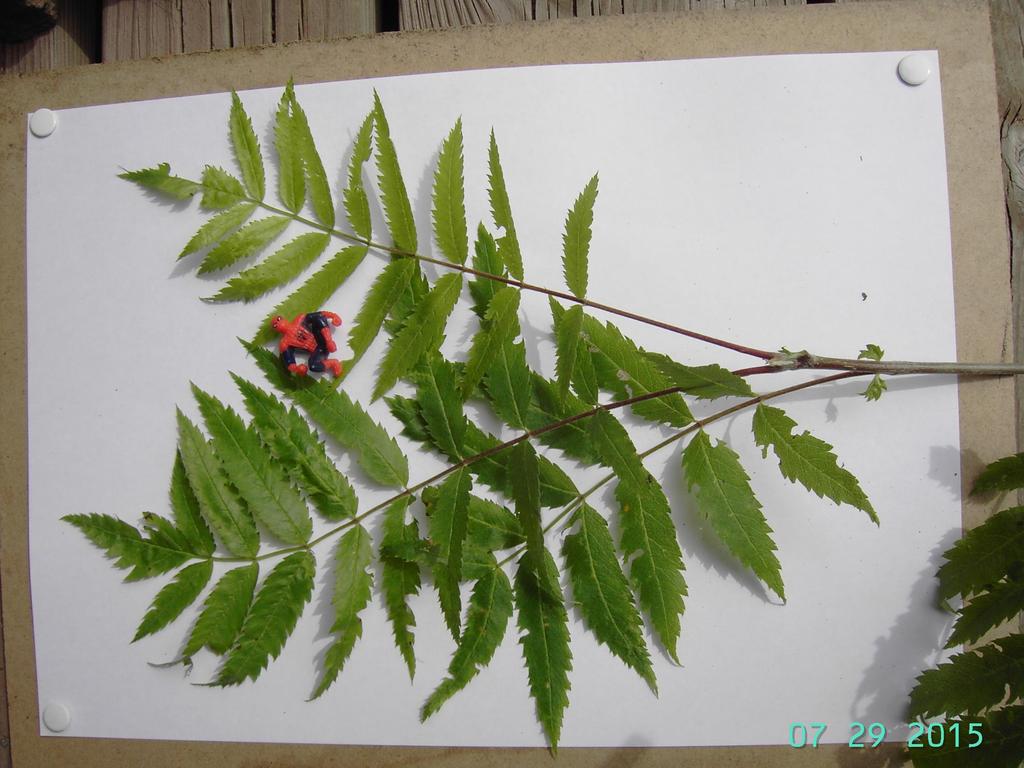 Pihlaja Sorbus acuparia