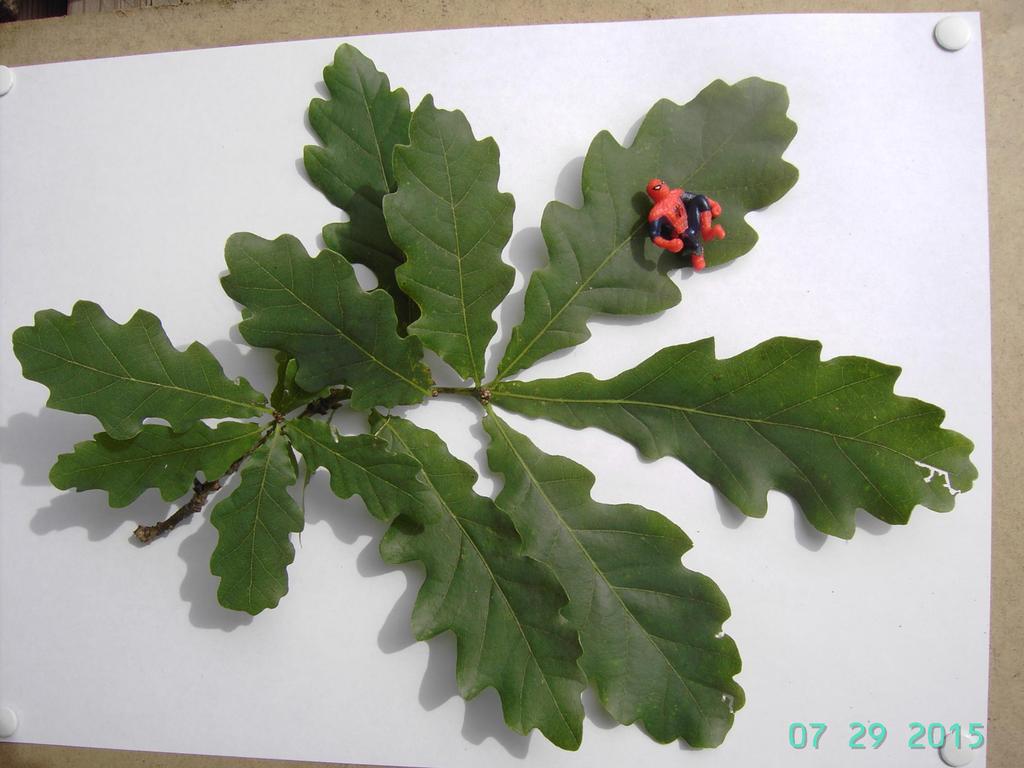 Tammmi Quercus robur