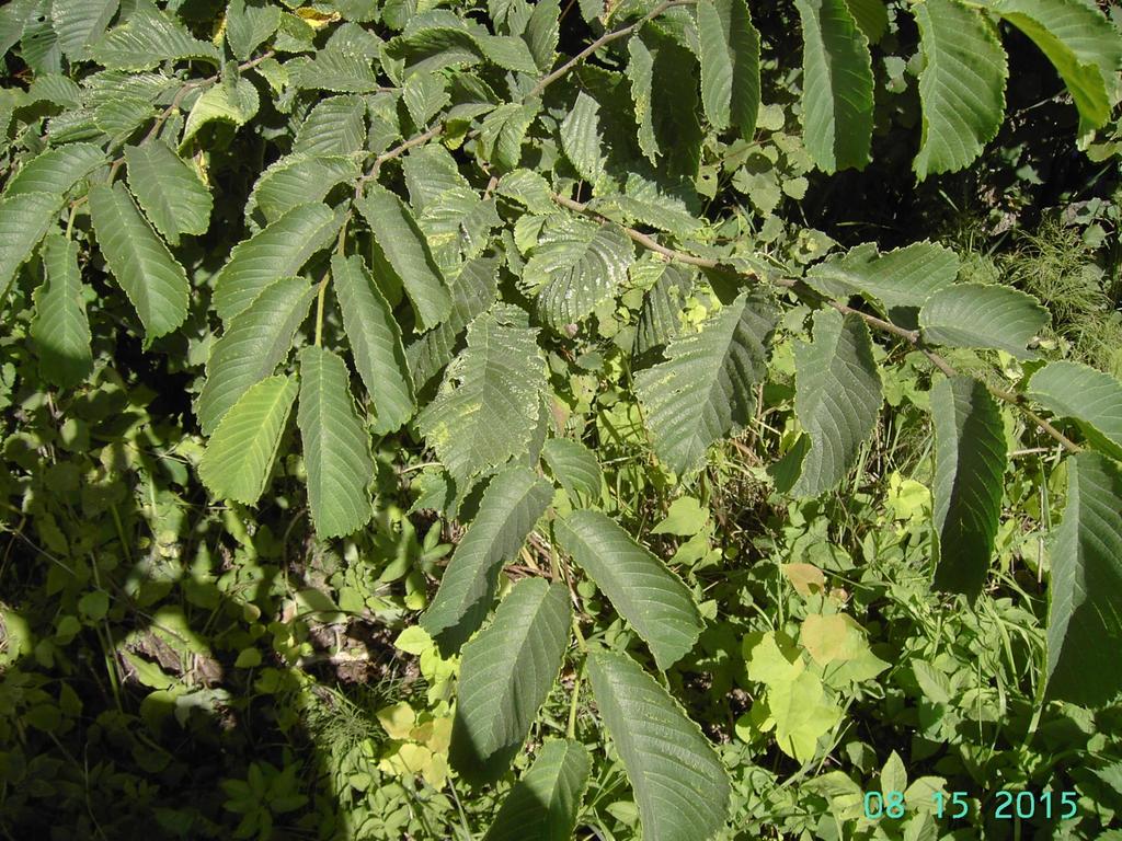 Saarni Fraxinus excelsior Porkkala, kuvattu papan