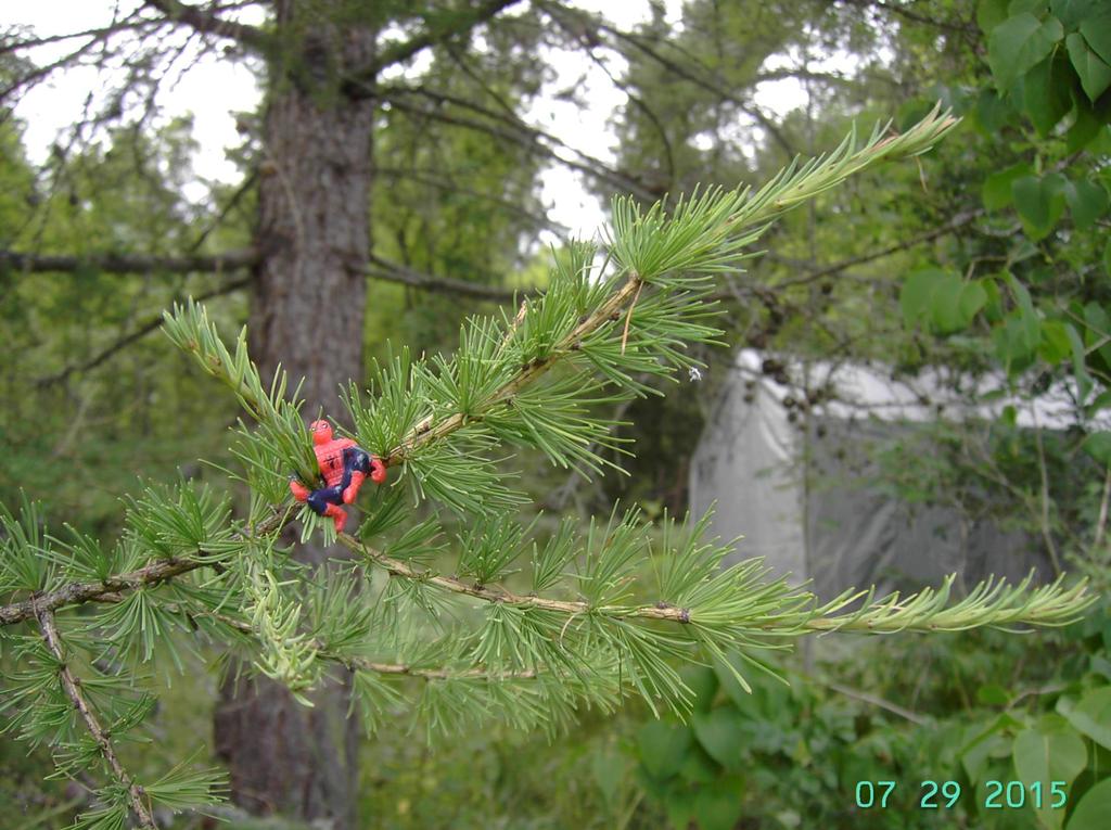 Siperianlehtikuusi Larix