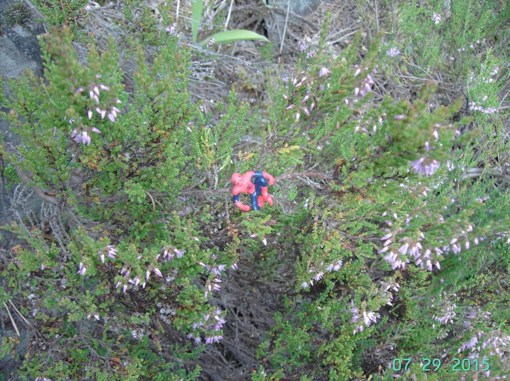 Kanerva Calluna vulgaris