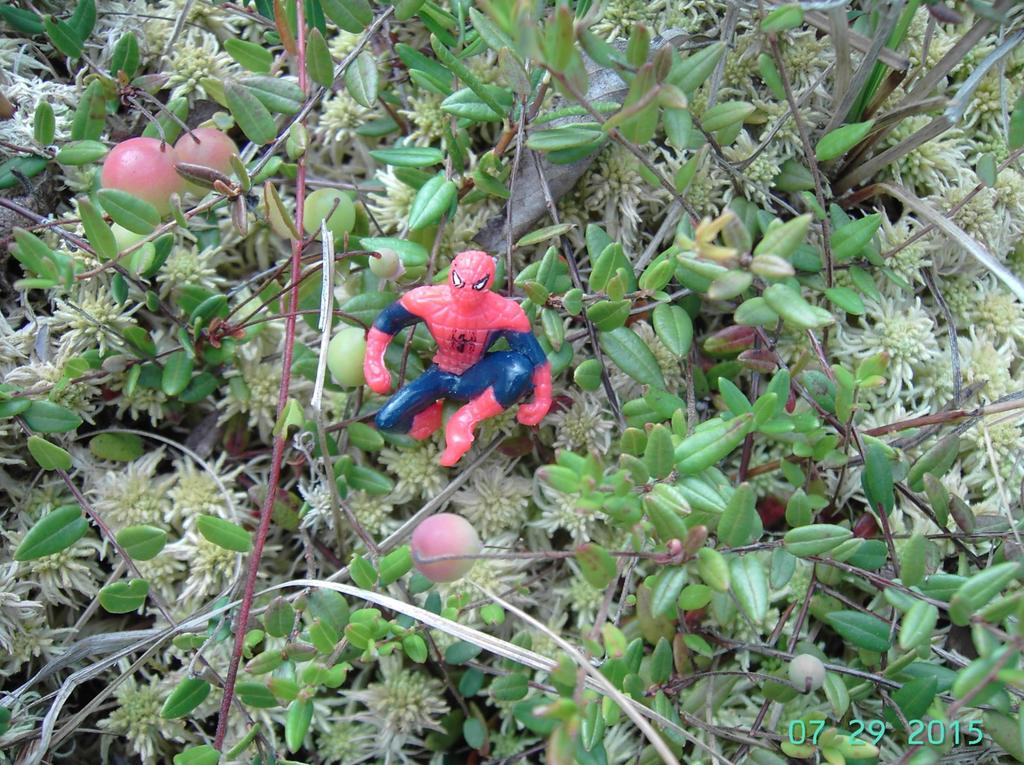 Karpalo Vaccinium oxycoccos