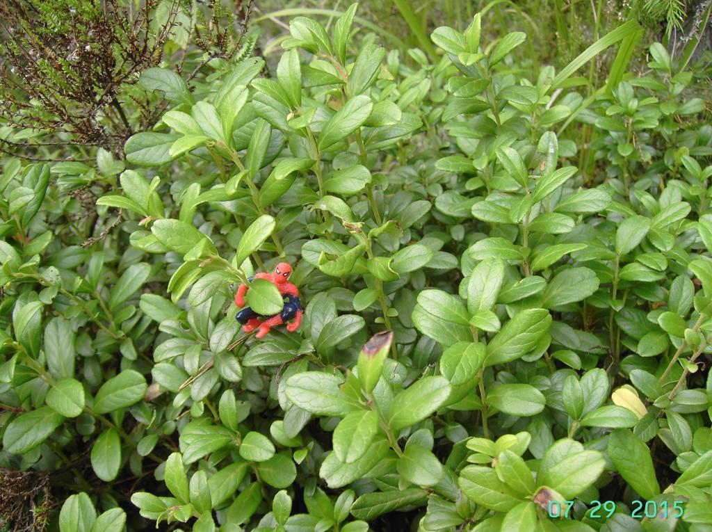 Puolukka Vaccinium