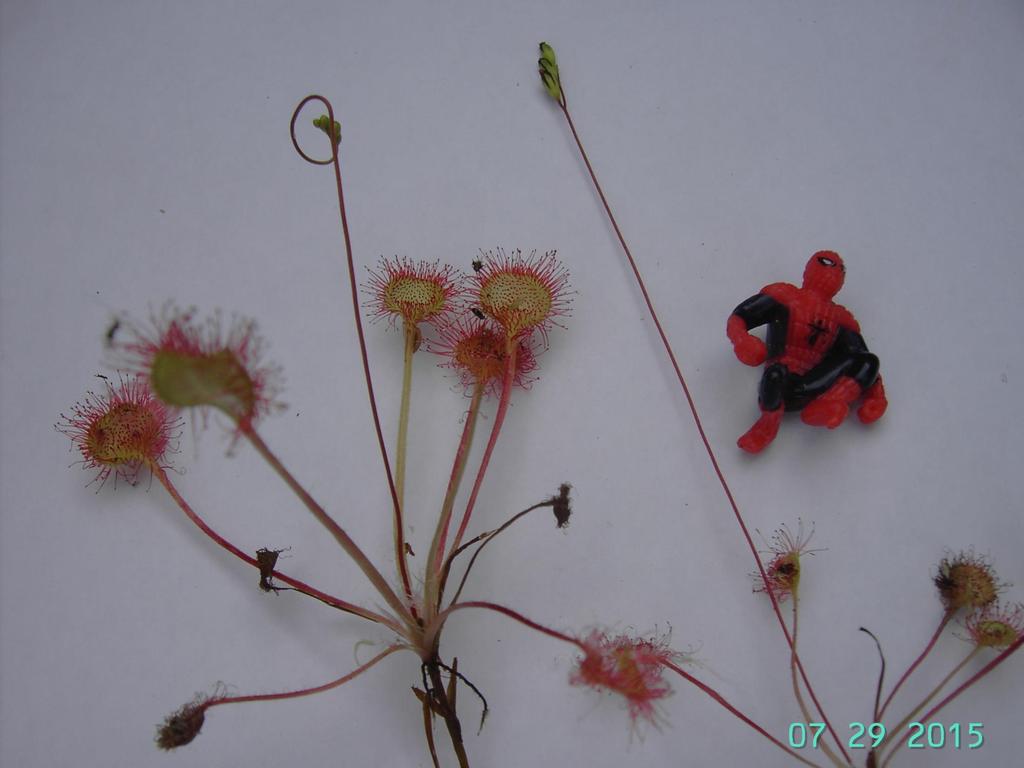 Pyöreälehtikihokki Drosera