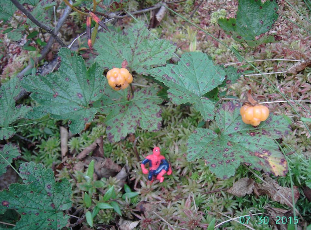 Lakka Rubus chamaemorus