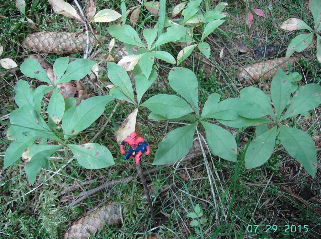 Metsätähti Trientalis