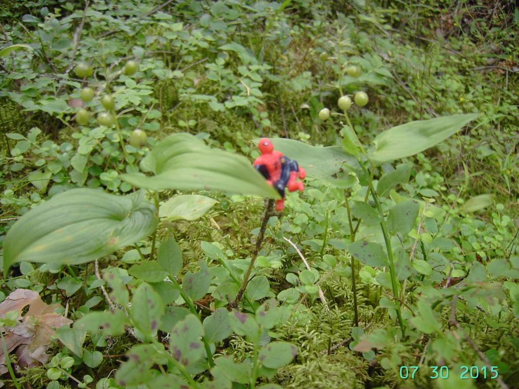 Oravanmarja Maianthemum