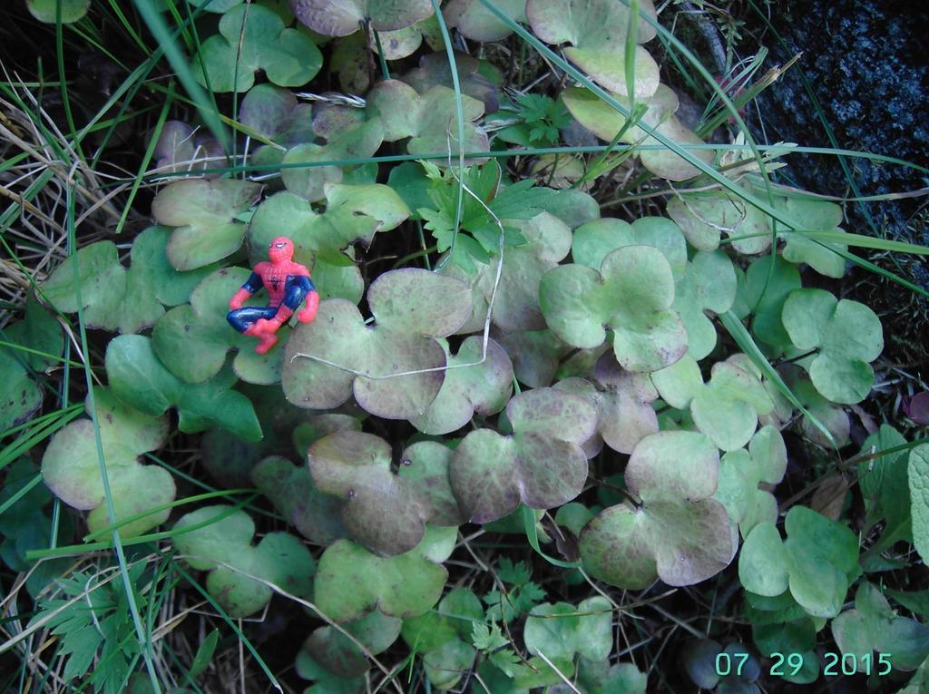 Sinivuokko Hepatica