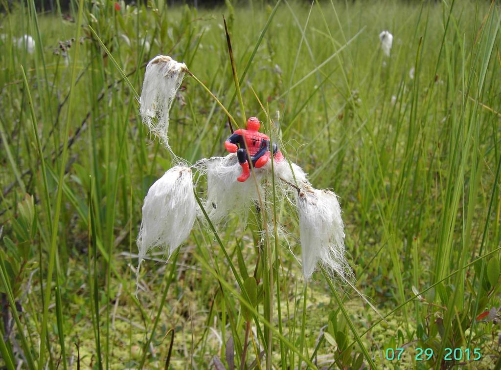 Tupasvilla Eriophorum vaginatum