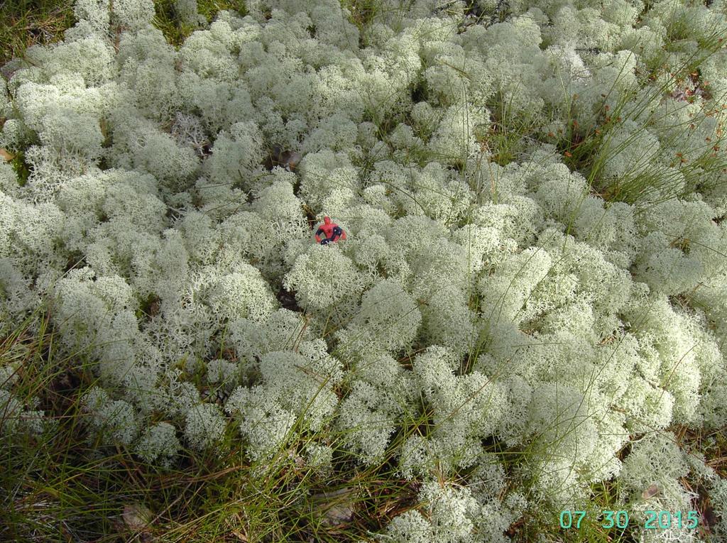 Keräporonjäkälä Cladonia