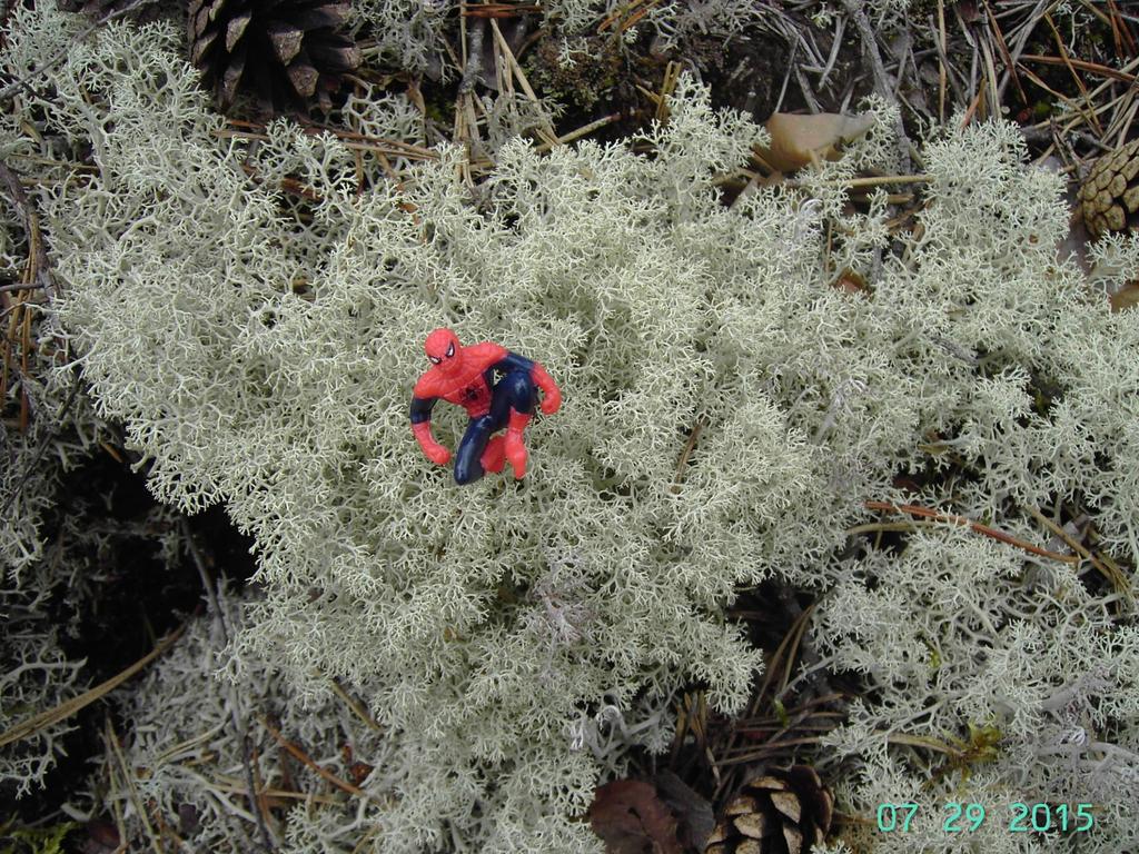 Poronjäkälä Cladonia