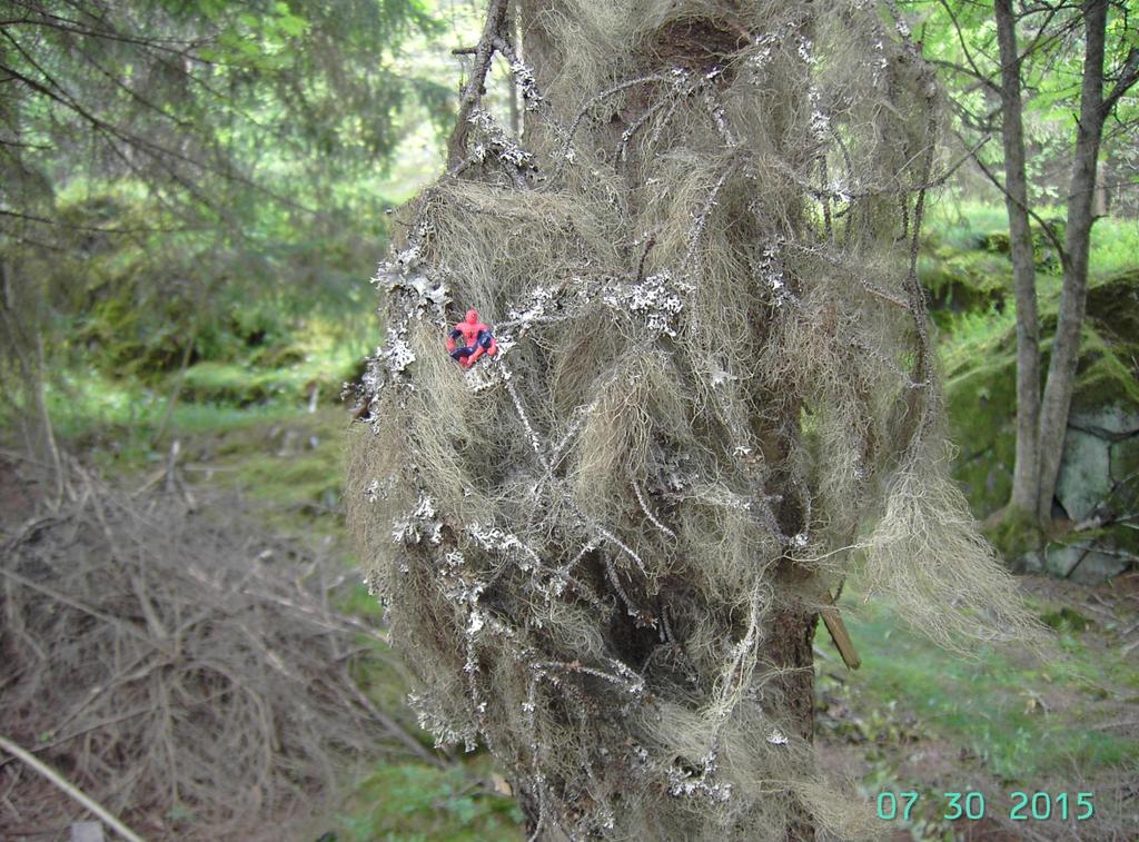 Tupsunaava Usnea hirta