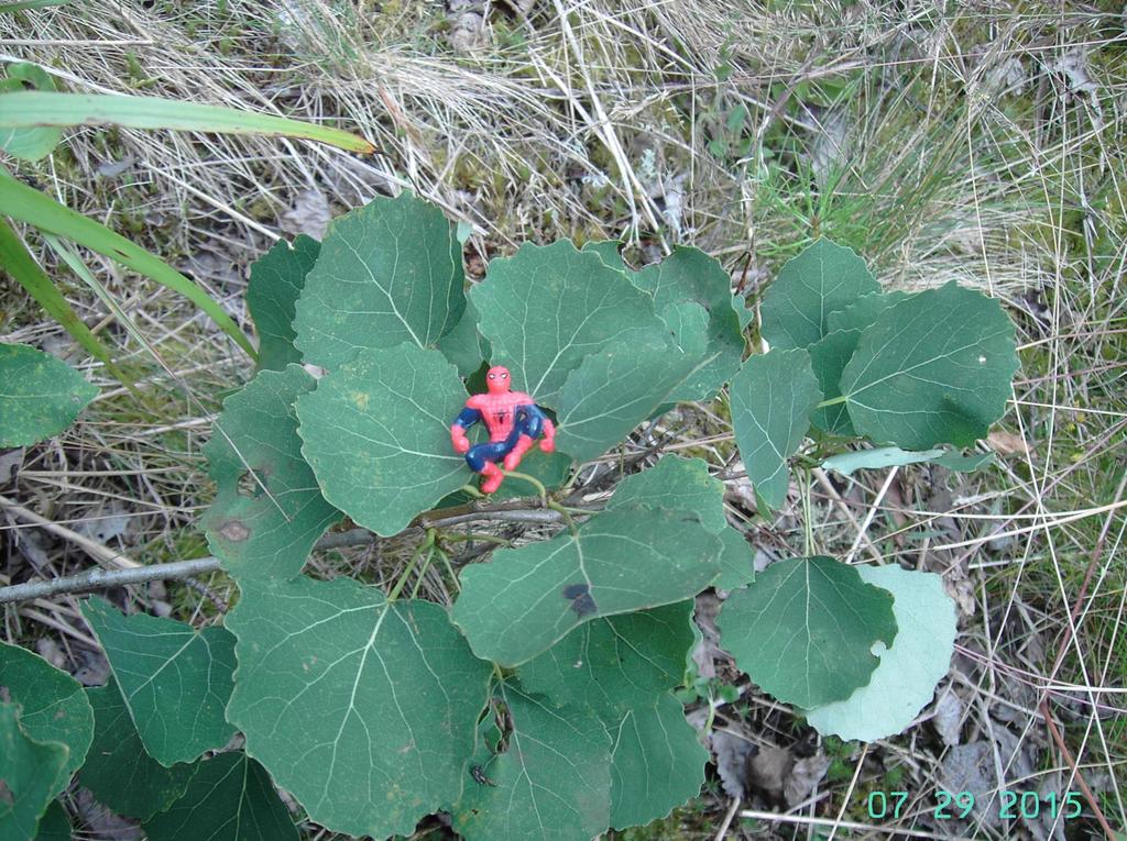 Haapa Populus tremula