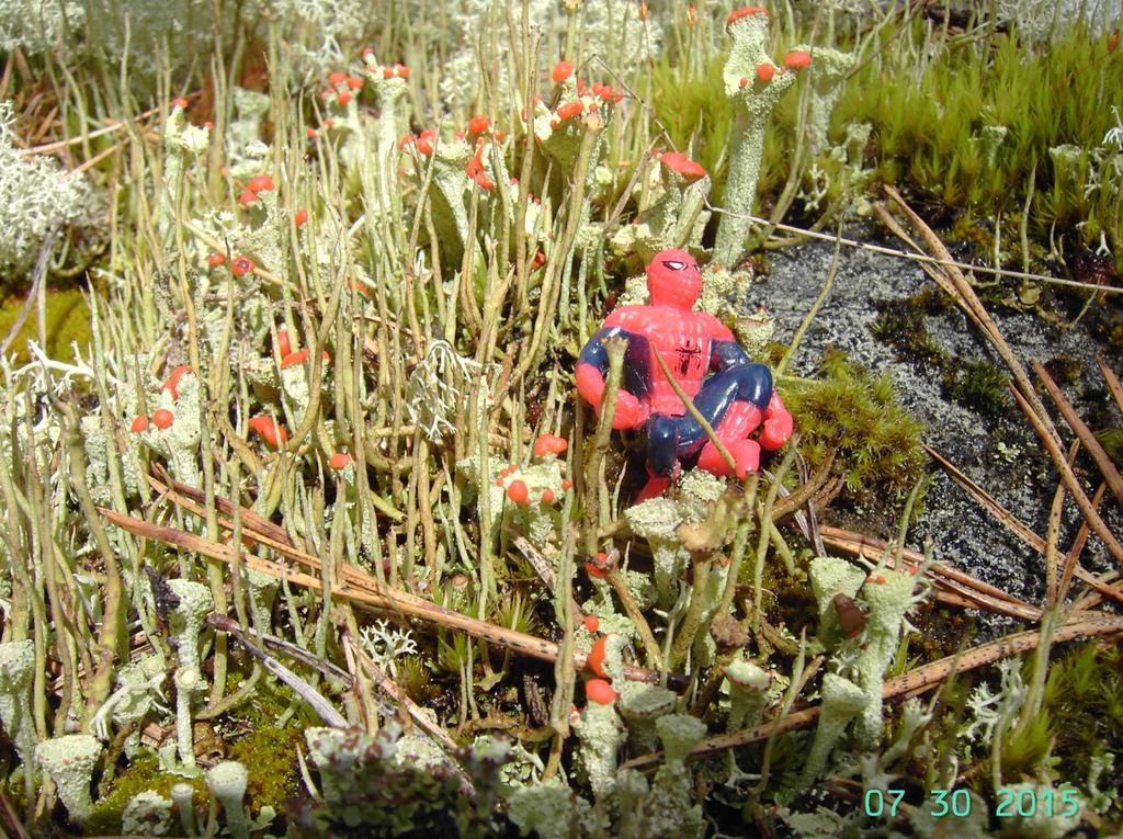 Punareunatorvijäkälä Cladonia coccifera myös