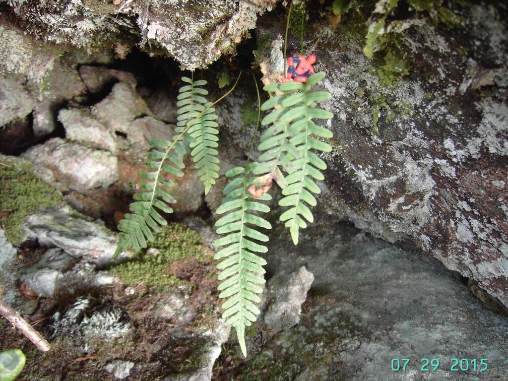 Kallioimarre Polypodium