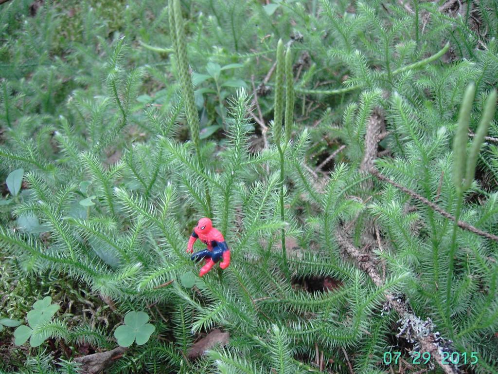 Katinlieko Lycopodium