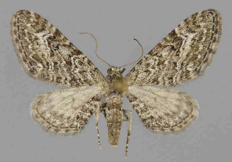 E. nanata E.