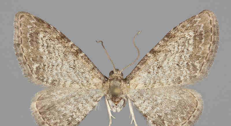 E. satyrata E.