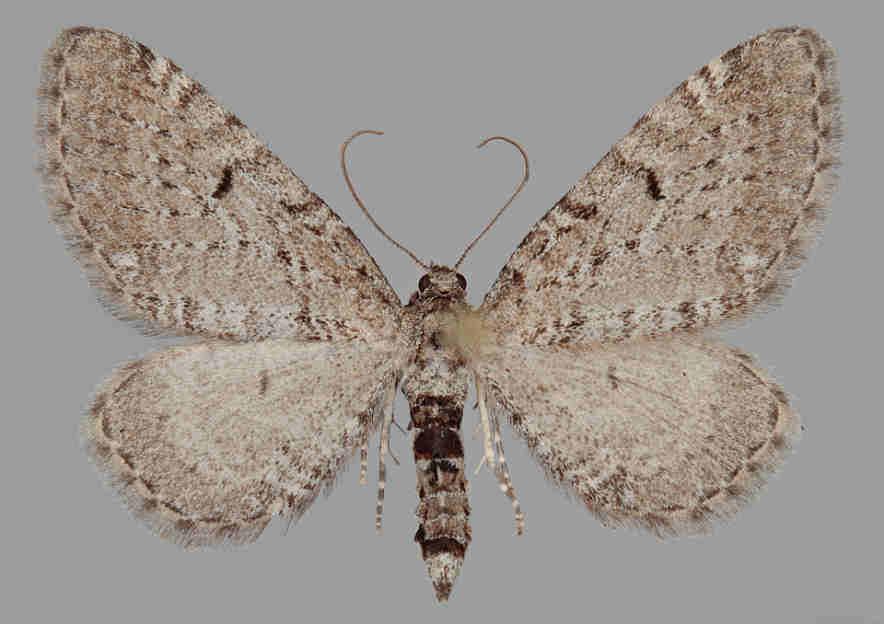 E. satyrata E. intricata E.