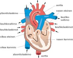 Erilaisten veren kuljettamien aineiden siirtyminen kohde-elimelle ja pois kohde-elimistä tapahtuu diffuusion avulla. (Sand ym. 2014, 268.