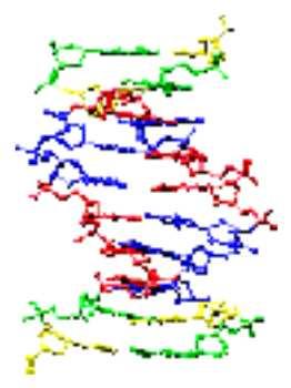 Mikrosatelliitti geeni CA Heterotsygoottinen yksilö: TGCCAATTCGCACACACACATGTGACTGG TGCCAATTCGCACACACACACACATGTGACTGG DNA-kaksoiskierre Homotsygoottinen yksilö: