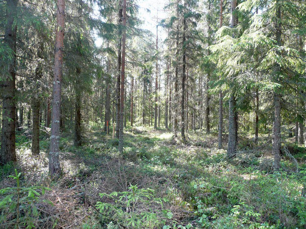 Alueen halki kulkevan kaapelilinjauksen läheisyydessä on tehty hiljattain harvennushakkuita ja maa oli näillä kohdilla hakkuujätteen peitossa.