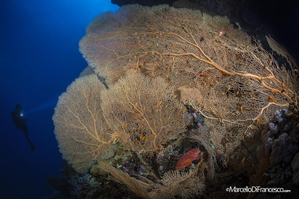 Jättimäisiä ja reheviä meriviuhkayhdyskuntia Punaisenmeren syvää sineä vasten. (Canon 5Dmk3 + Tokina 10-17mm Nauticam Housing F16 1/200 iso 200).