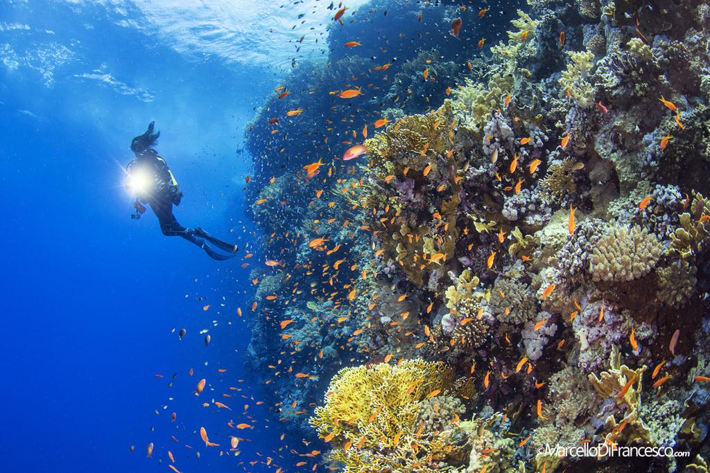 Riutan kukoistavaa elämää, jota esiintyy hyvin matalissakin vesissä. (Canon 5Dmk3 + Tokina 1017mm Nauticam Housing F10 1/80 iso 200). Riutta aivan kuhisee värejä ja elämää.