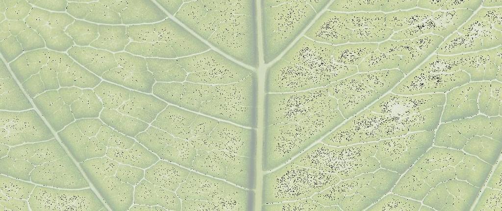 KESÄKIRJE J5-rippikoululaisille ja kotiväelle LEIRIN PÄIVÄOHJELMA Leirillä noudatamme päiväohjelmaa. Päivän teemasta ja työskentelytavoista johtuen aikataulu voi eri päivinä hieman vaihdella.