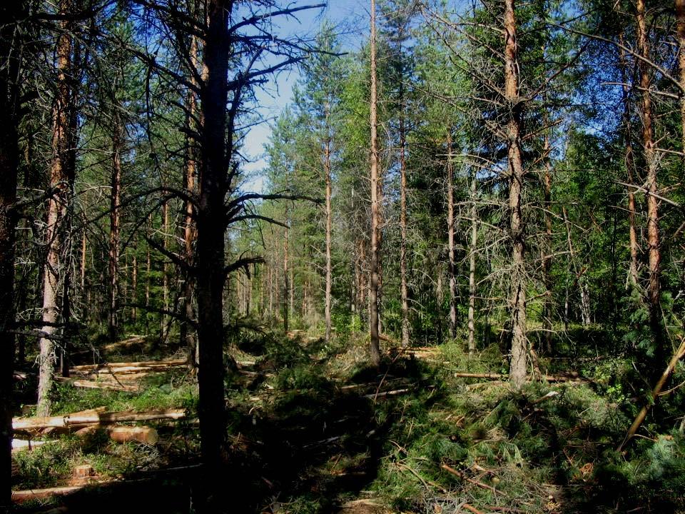 Projektin hallinnointi ja raportointi Yhteistyökumppanit: Metsätalouden kehittämiskeskus Tapio Koneyrittäjien liitto ry Metsäteho Oy:n osakkaat Tutkimus perustui Metsänhoitosuositusten tarkastustyön