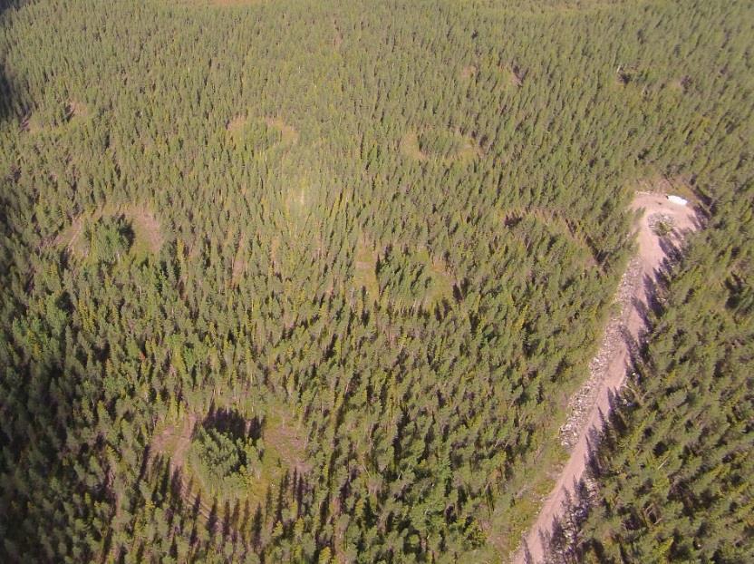 2) Pesäpuiksi sopivien puiden jättäminen metsiin Miten puut säilyvät?