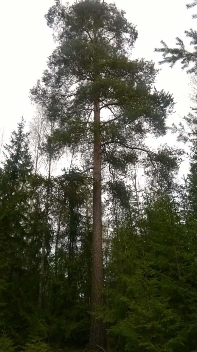 ikäismetsässä kasvaa