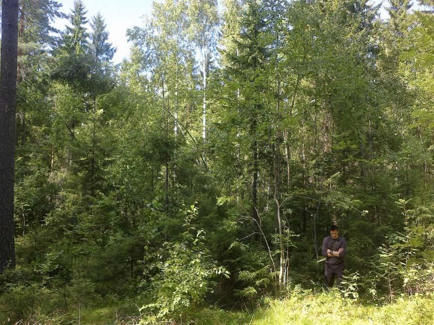 Pienaukot tuovat