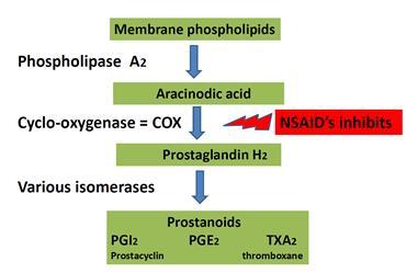 Tulehduskipulääkkeet Vaikutusmekanismi: Estävät syklo-oksigenaasientsyymiä (COX) Prostanoidien (prostaglandiinit, TXA2) synteesi estyy Prostanoidien vaikutuksia Verenkierto PGE2, PGI2