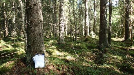 12 Kuva 9. Kuusijärvenjoenvarren järeää kuusikkoa. Kohde 4 Melko luonnontilaisen puronvarren ruohokangaskorpea, jossa puusto on uudistuskypsää kuusta.