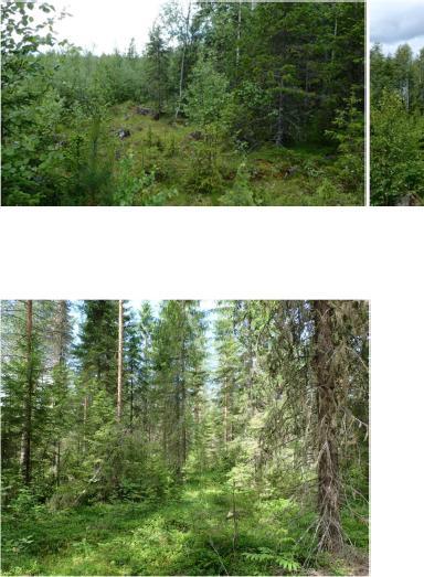 Kiertotielinjausalueen metsä on varttunutta ja uudistuskypsää