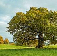 Classiclajitelmassa sallitaan puun luonnollinen oksaisuus, jossa oksien koko on rajattu ja määrä pieni. Myös pienet oksaryhmät, ns.