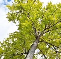 Sen sydänpuun väri on punertavan ruskea. Pintapuu on vaaleaa. Puuaineen tunnusomaisia merkkejä ovat voimakkaasti kehittyneet sydän- ja kesäpuuosa.