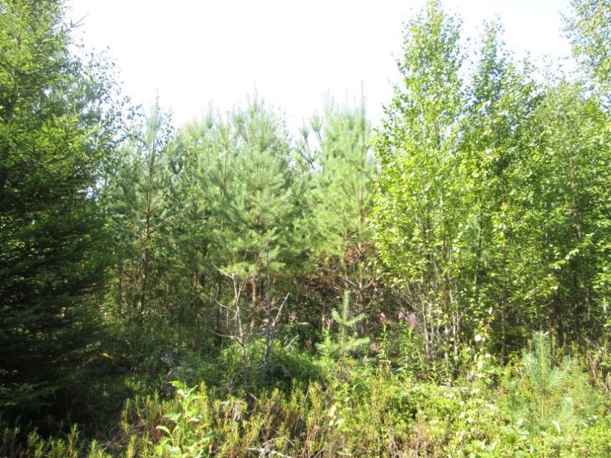 alueella esiintyy runsaasti eri-ikäisiä metsänuudistusaloja, joista osa on jopa tänä kesänä
