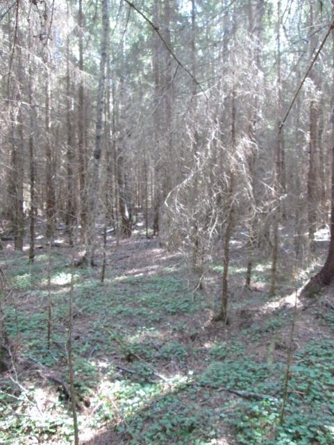 ) ja mustikkatyypin kuusikko Varttuneemmat metsäkuviot ovat usein tuoreen kankaan kuusikoita.