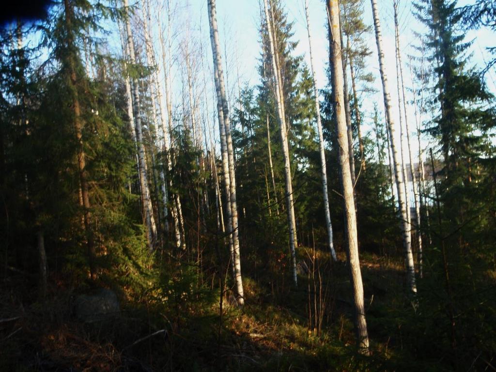 Kuva 4. Kuviolla 3 kasvaa koivuvaltaista sekametsää. KUVIO 4 on mosaiikkimaisesti vaihtelevaa tuoretta mustikkatyypin (MT) ja kuivahkoa puolukkatyypin (VT) kangasmetsäkasvillisuutta.