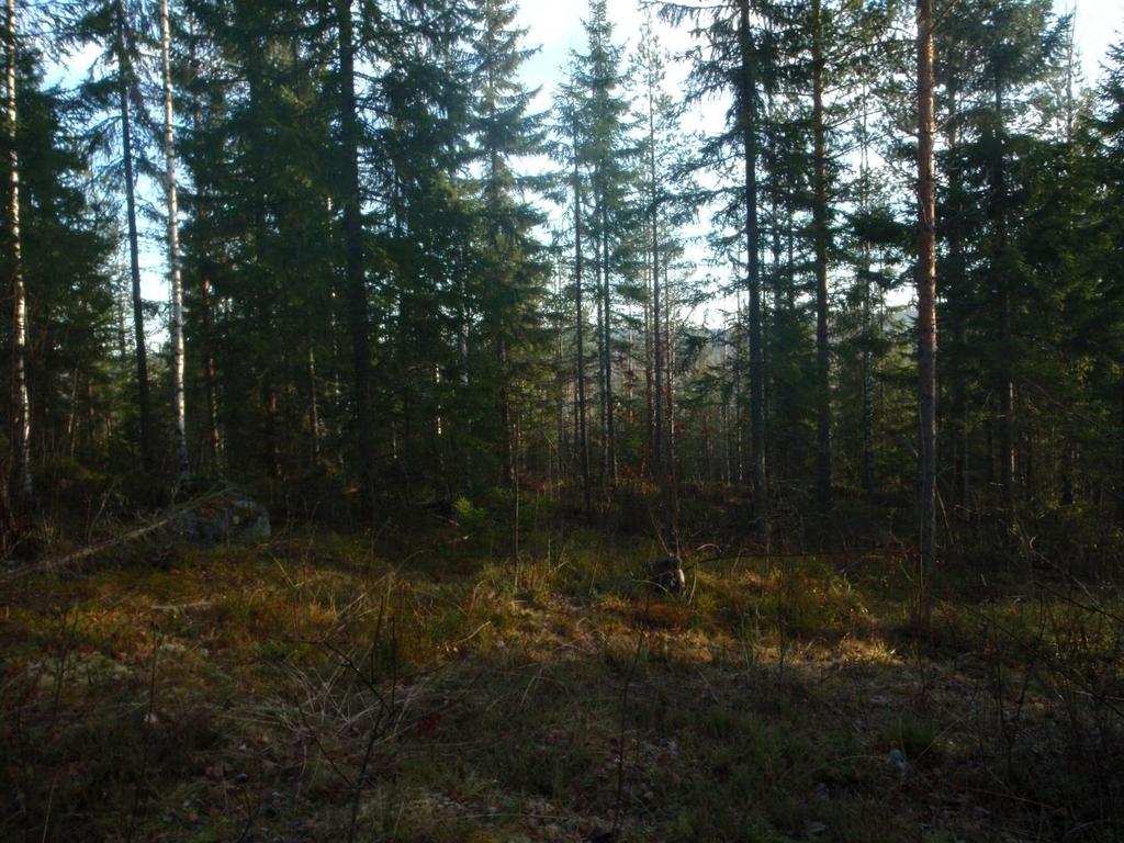 Kuva 5. Sekapuustoista nuorta talousmetsää kuviolla 4. KUVIO 5 käsittää kuvion 4 sisään jäävän pienen kalliojyrkänteen.