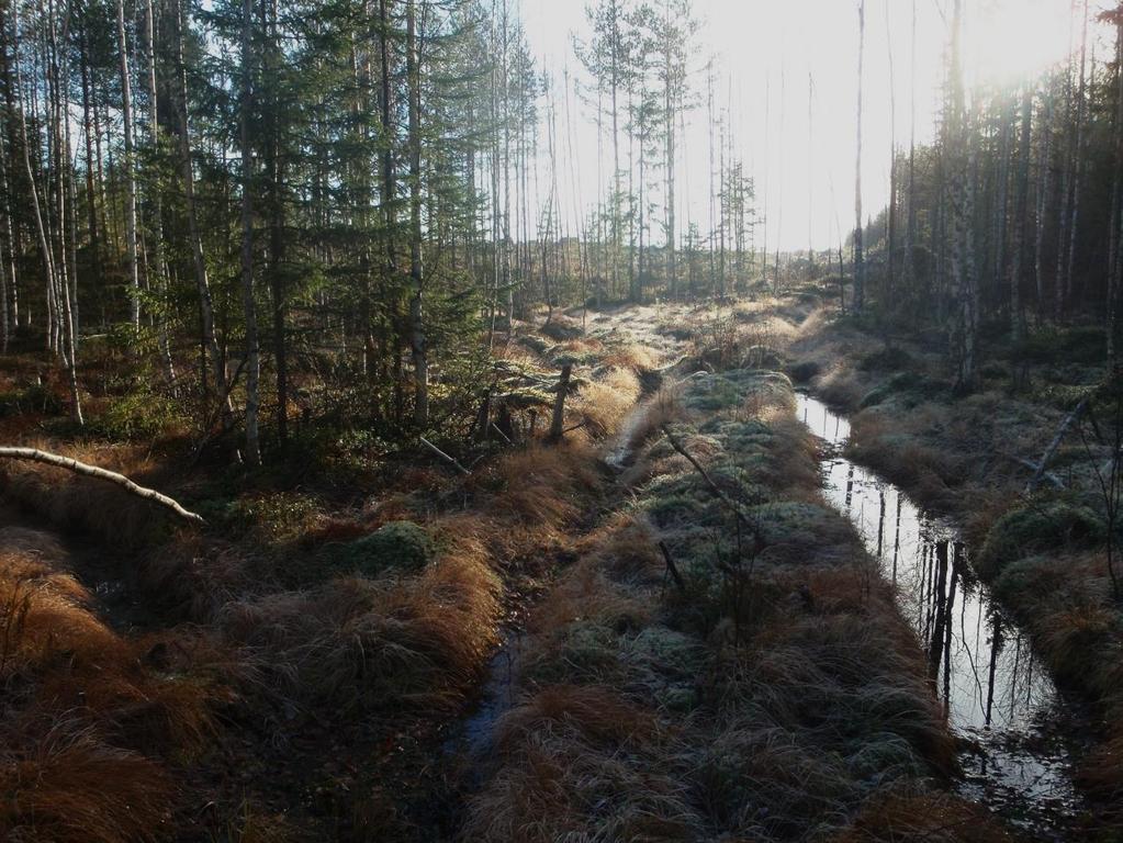 Puusto on nuorta ja hieskoivuvaltaista (Betula pubescens) talousmetsää. Sekapuuna esiintyy mäntyä ja kuusta. Kuviolle on tehty ensiharvennus ja pensaskerros on raivattu harvennuksen yhteydessä.