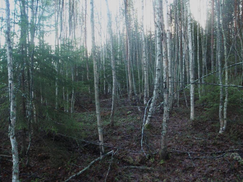 Valtapuustona on nuori ja tiheä koivikko, jota ei ole vielä harvennettu. Sekapuuna vähäisessä määrin kasvaa kuusta ja mäntyä. Pensaskerroksessa on harvakseltaan kuusia.