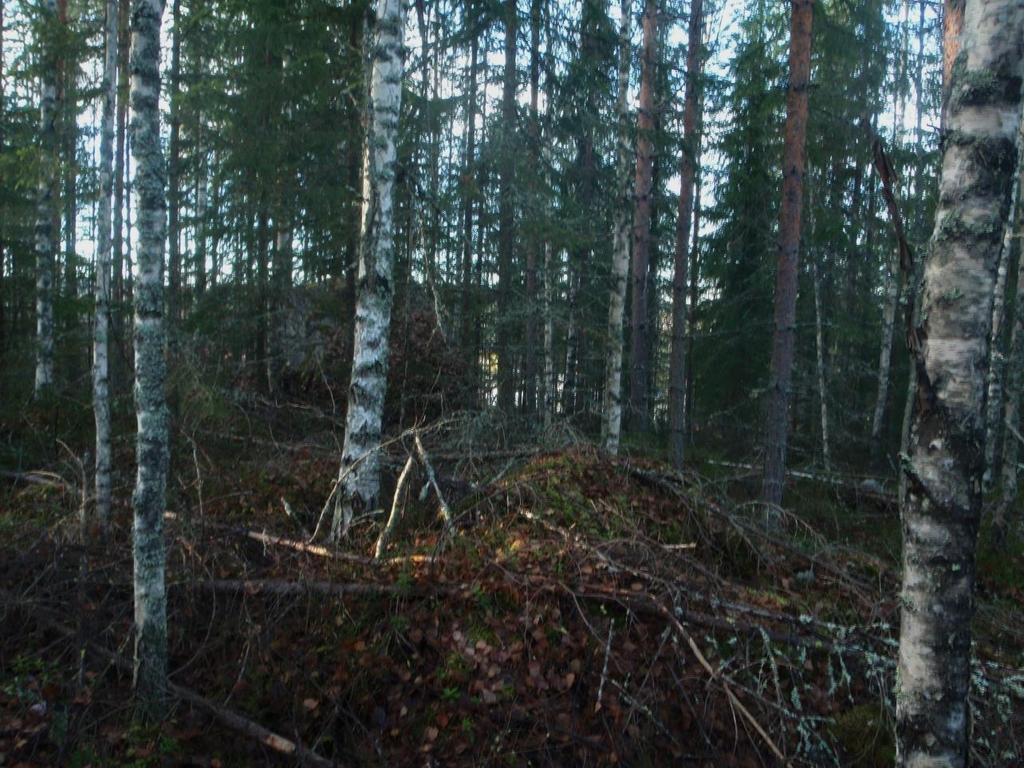 Puusto on nuorta ja pääpuulaji on mänty. Sekapuuna kasvaa raudus- ja hieskoivua sekä kuusta. Niukasti esiintyy myös haapaa. (Kuva 9). Kuvion pensaskerros on raivattu ja puusto odottaa ensiharvennusta.