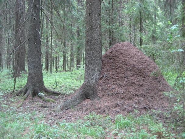 Kohde on huomioitu aikaisemmin osayleiskaavan luontoselvityksessä (Maa ja Vesi Oy 2000b).