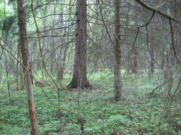 15 säalvejuurta, metsäalvejuurta, sudenmarjaa ja nokkosta. Alaosa on kosteampi ja rinne kuivahko. Metsäalue voisi soveltua liito-oravalle, mutta lajista ei havaittu merkkejä.