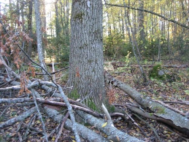 Itäosassa on harvennettua harmaalepikkoa ja pihtametsikkö, josta on levinnyt runsaasti pihdan taimia lehdon alueelle.