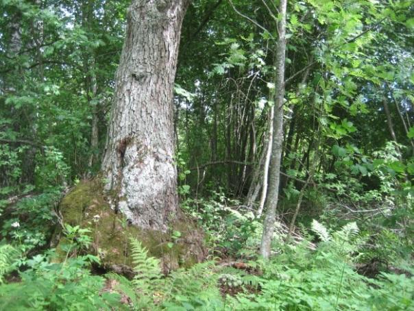 23 Saimaan Lietveden alue on lähes tuhannen neliökilometrin laajuinen järvialue Etelä- Karjalan ja Etelä-Savon rajaseudulla. Se on tärkeä pesimisalue mm. isokoskelolle, selkälokille ja kalatiiralle.
